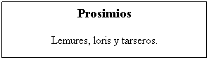 Cuadro de texto: Prosimios 
Lemures, loris y tarseros.
&nbsp;

