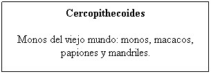 Cuadro de texto: Cercopithecoides
Monos del viejo mundo: monos, macacos, papiones y mandriles.
&nbsp;
