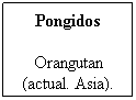 Cuadro de texto: Pongidos
Orangutan (actual. Asia).
&nbsp;
